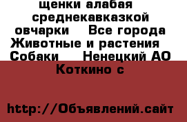 щенки алабая ( среднекавказкой овчарки) - Все города Животные и растения » Собаки   . Ненецкий АО,Коткино с.